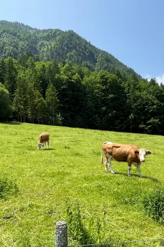 Weidende Kühe vor dem Wallberg