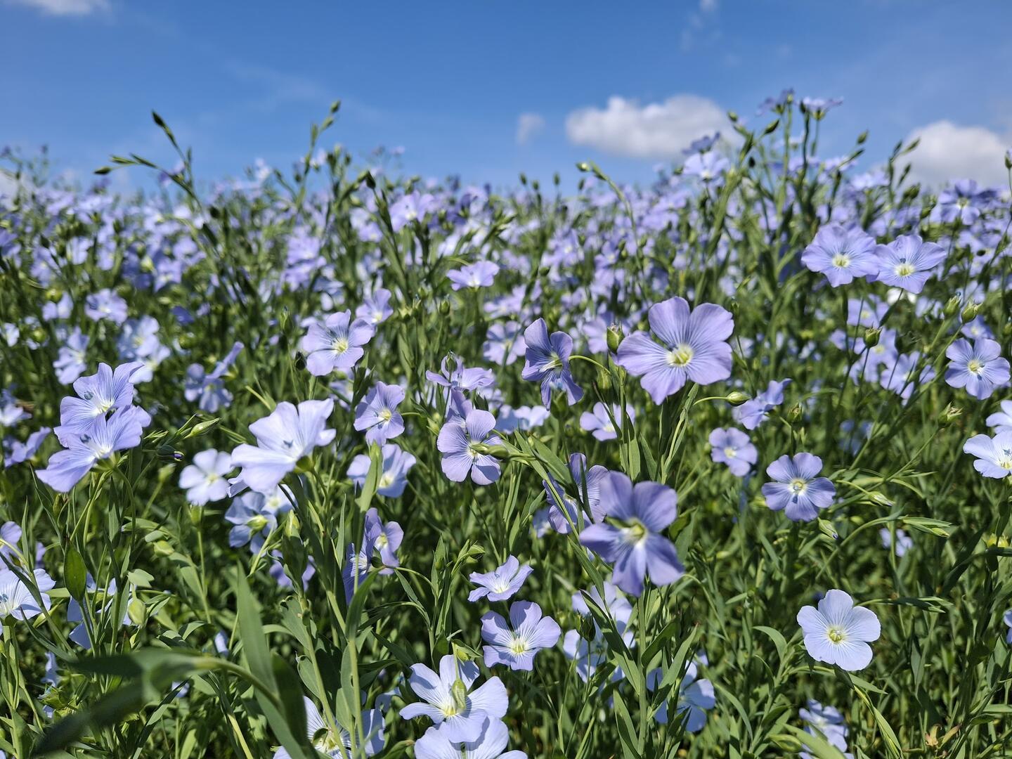 Lein in voller Blüte 
