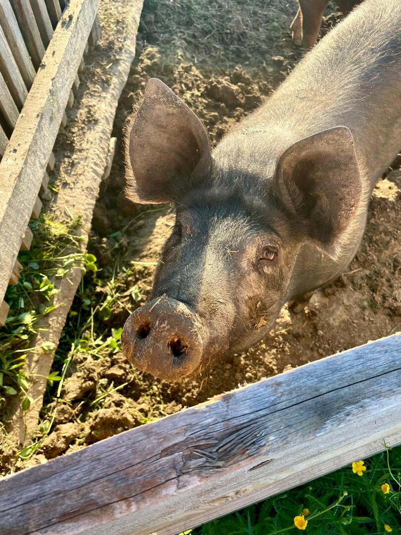 Schwein im Freien 