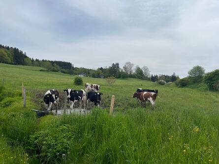 Kuhweide entlang des Wanderweges