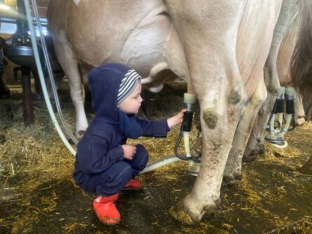 Kind das eine Melkmaschine im Stall an der Kuh bedient 