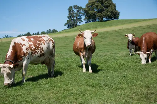 Kühe auf der grünen hügeligen Weide